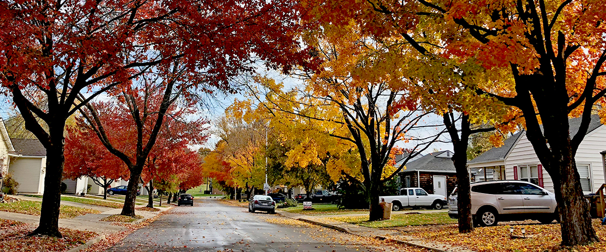 Avenues in Fall
